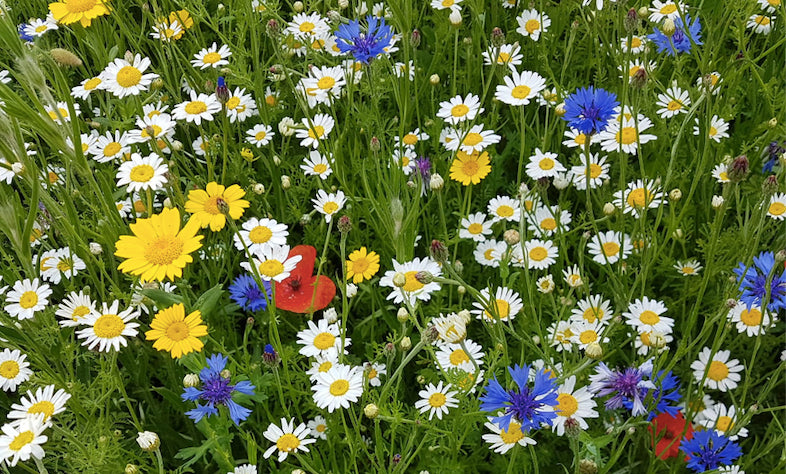 Seedball Wild Flower Collection Tube