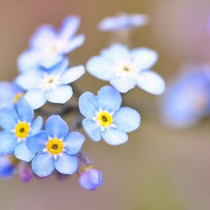 Seedball Wild Flower Collection Box