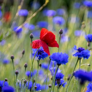 Seedball Wild Flower Collection Box