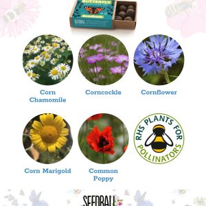 Seedball Bumble Bee and Butterfly Flower Collection Box
