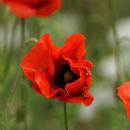 Seedball Wild Flower Collection Box