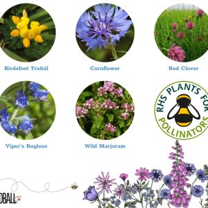 Seedball Bees Flower Collection Box