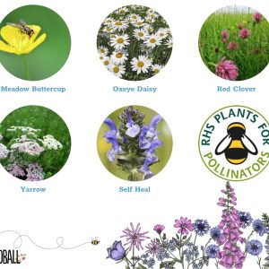 Seedball Bees Flower Collection Box